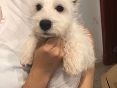 -翊宠yipet猫狗购宠庄园犬舍•猫舍