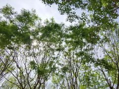 -大兴滨河森林公园