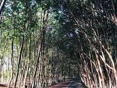 -艾溪湖湿地公园