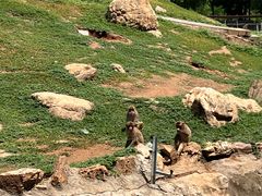 -石家庄市动物园