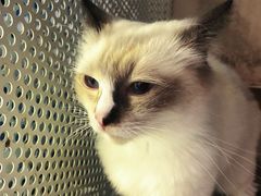 -喵喵咪呀布偶猫咖(春熙路店)