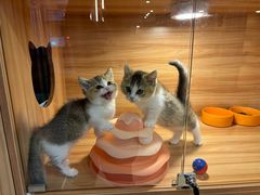 -猫十亿·布偶金渐层·曼基康矮脚猫舍(青年路店)