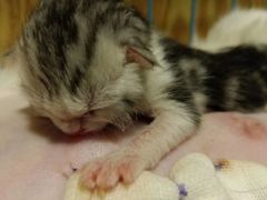 -菲尔斯特宠物医院