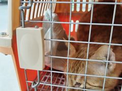 -中农大我爱我爱动物医院·核磁CT·猫病·24小时夜诊中心(石佛营店)