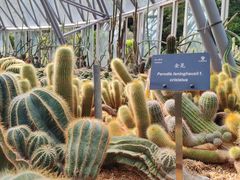 -深圳仙湖植物园