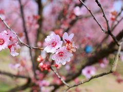-花开海上生态园