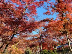 -天龙寺