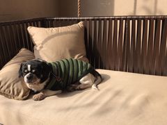 -上海崇明金茂凯悦酒店