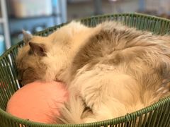 -Cappucimeow猫咪咖啡馆(韦伯时代店)