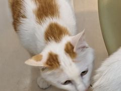 -平行世界·猫咖(首经贸店)