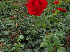 -武汉紫薇都市田园