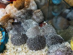 -青石桥花鸟鱼虫市场(叠翠城店)