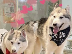 -Husky Go! 哈士奇体验馆·宠物咖啡厅狗咖
