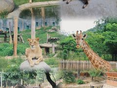 -泉州海丝野生动物世界