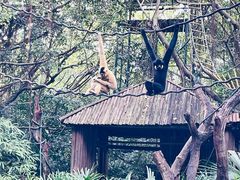 -广州长隆野生动物世界