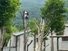 -卧龙中华大熊猫苑神树坪基地