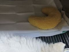 -瑞派·关忠动物医院(国瑞店)