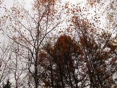 -五营红松林海景区