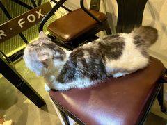 -Mr.Fox狐狸先生超级密室(南山店)