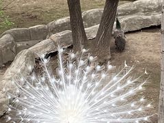 -哈尔滨北方森林动物园