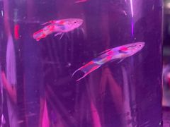 -中环花鸟鱼虫市场
