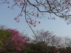 -天适樱花悠乐园