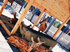 -长白岛森林公园