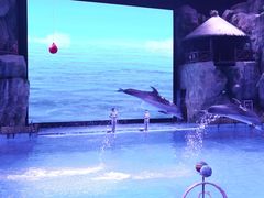 -芜湖新华联大白鲸海洋公园