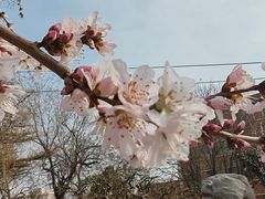-桃花堤公园