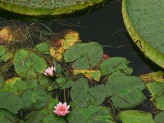 -荷塘月色湿地公园·向阳花洲