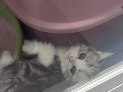-糯米喵星人总部直营旗舰店·猫舍·幼猫出售