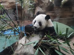 -成都动物园
