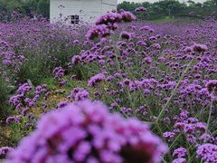 -紫颐香薰山谷景区