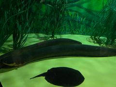 -上海海洋水族馆