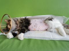 -美迦爱-牙专科·兔科·骨科诊疗中心(北苑店)