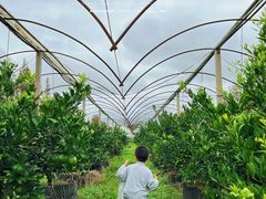 -前小桔亲子创意农场·草莓采摘·露营烧烤