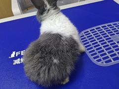 -博特宠物医院24h犬猫全科.骨科·异宠