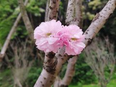 -火炉山森林公园