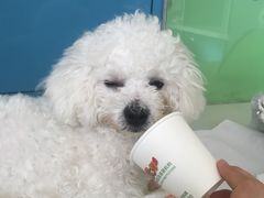 -瑞派宠物医院·24小时骨科·心脏·核磁(哈尔滨南岗店)