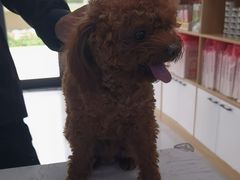 -瑞派宠物医院·24h·骨外科·皮肤科·全科宠物医疗转诊中心(沈阳浑南院)