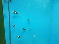 -北戴河圣蓝海洋公园