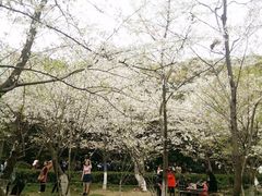-武汉大学-樱园