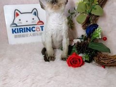 -十年猫舍·猫咪专门店(普陀店)