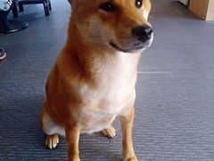 -柴源莊·柴小宠柴犬咖啡