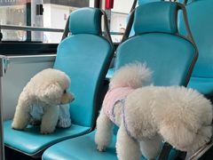 -帕帕拉兹宠物(亚洲旗舰店)