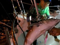 -小猫钓鱼海钓俱乐部(椰梦长廊店)