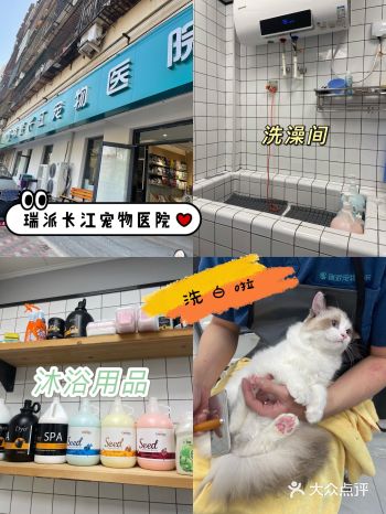 宠物春季护理|带芒果出来洗个澡