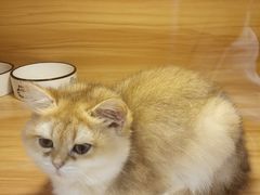 -猫十亿·布偶金渐层·曼基康矮脚猫舍(青年路店)