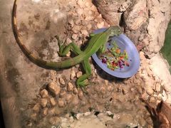 -上海大自然野生昆虫馆(东方明珠·爬宠昆虫探索中心)