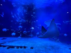 -烟台海昌鲸鲨海洋公园